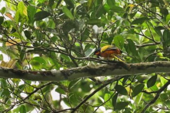Rare bird perched among green leaves