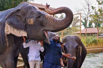 Elephants and their handlers at a wildlife facility