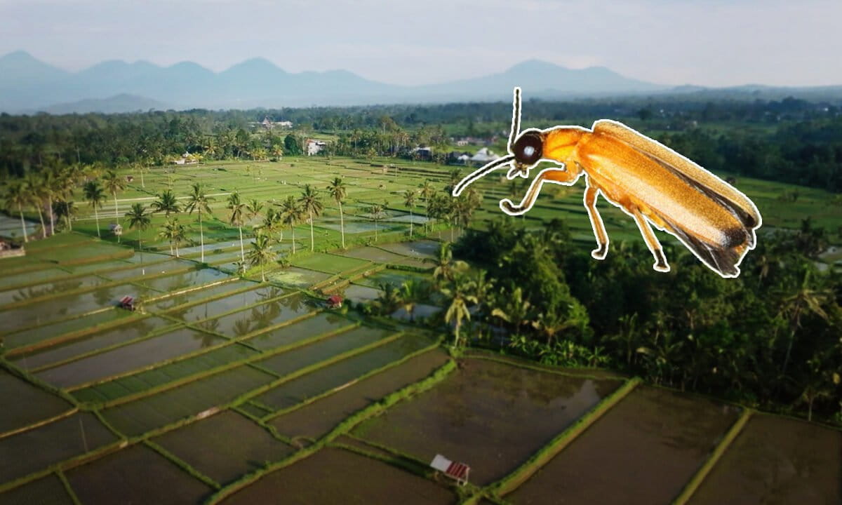 Firefly above rice fields in Bali