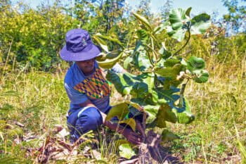 Researcher gathering fruit from a wild tree in Southern Africa