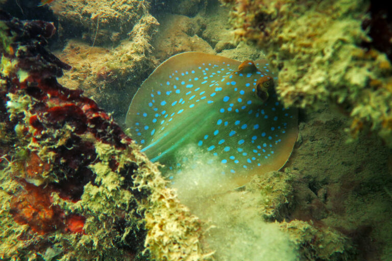 Blue-spotted ray resting on a coral reef